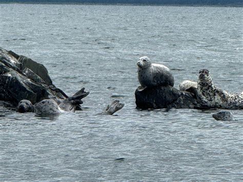 JUNEAU CHARTERS (2026) All You Need to Know BEFORE You Go (with Photos ...