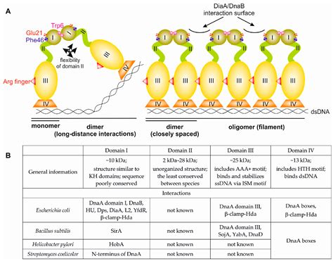 The Role of the N-Terminal Domains of Bacterial Initiator DnaA in the ...