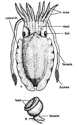 Molluscs: Sepia - Zoology Optional Notes for UPSC PDF Download