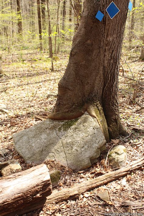 Tree eating a rock at Ledgewood Park/Morris Canal Park – New Jersey is ...