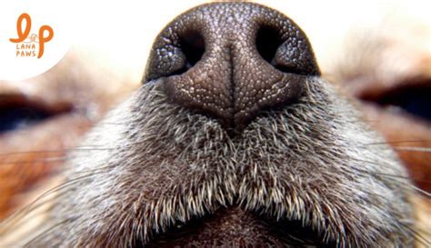 Can Dogs Feel Fear l Lana Paws Blog
