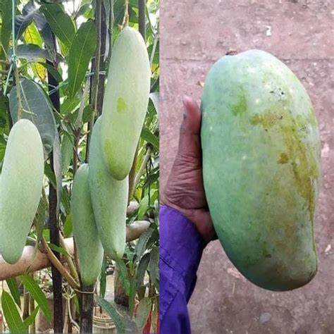Guruji plantion Combo 2 Noorjahan Mango Plant Grafted, Thailand Catimon ...