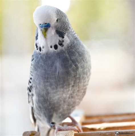 Periquito inglés - Animales.me