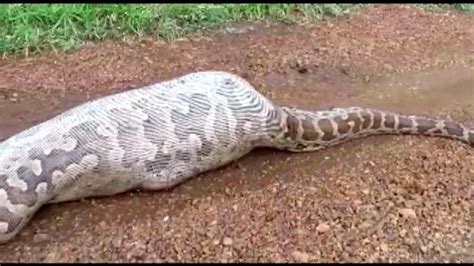 Python Boa Eating Dog 的图像结果