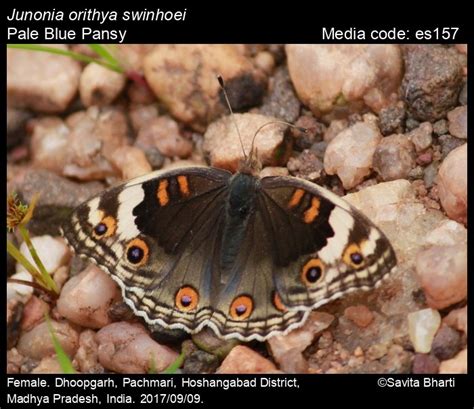 Junonia orithya | Butterfly