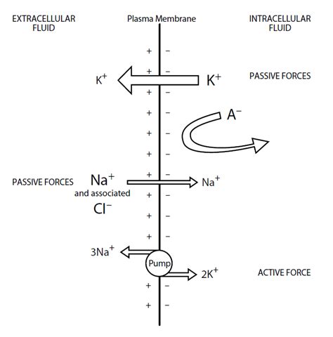 Image result for Cell Resting Membrane Potential