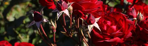 Sakla Landscaping Complete Gardening Solution