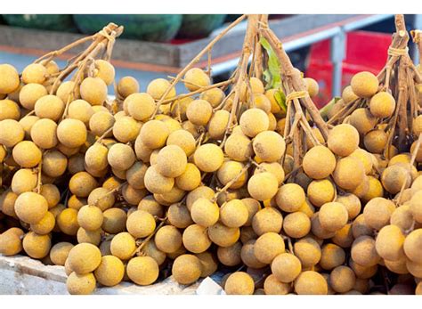 Eroanvia Dragon Eye Longan Fruit Live Plant (Plant Height 2-3 Feet ...