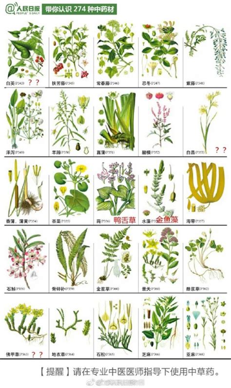 100种 常见园林植物图鉴_搜狐其它_搜狐网