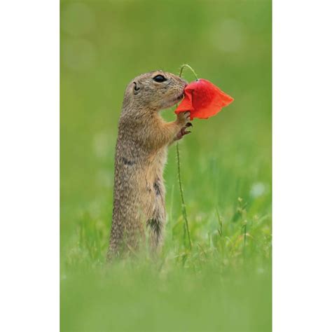 Wall Mural Dick van Duijn - Squirrel with poppy | wall-art.com
