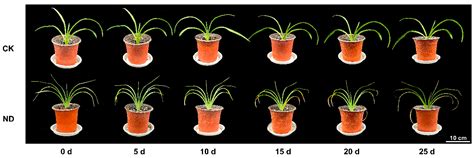 Studies on the Physiological Response of Hemerocallis middendorffii to ...
