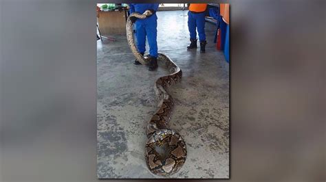 Image result for 40-Foot Python