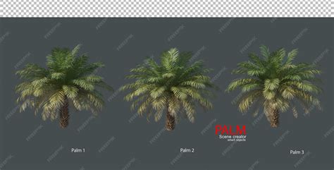 Various types of palm trees | Premium PSD