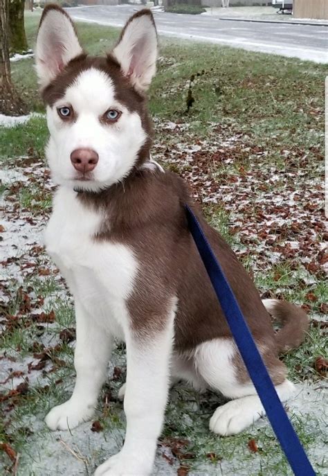 Pitbull Husky Blanding