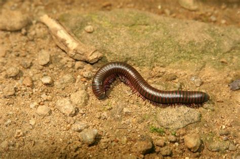 Worm Farm Close Up 的图像结果