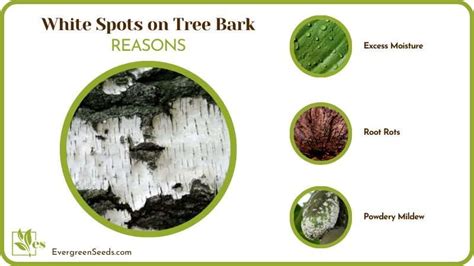 Image result for Tree with Bark Rot