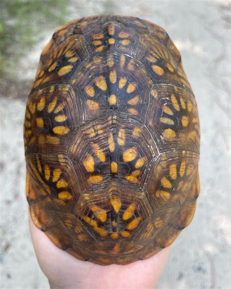 Image result for Fingerprint Matching Worksheet