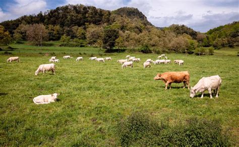 Ganadería extensiva e intensiva: ¿Cuáles son sus diferencias?