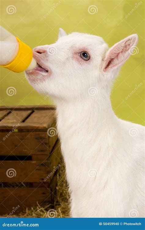 Baby goat with milk bottle stock photo. Image of cute - 50459940