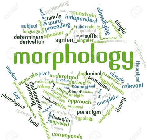 WHAT IS MORPHOLOGY? ~ Morphology