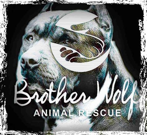 Hurricane Helene raises hell & high water, but animal shelters survive ...