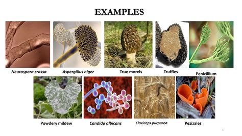 ASCOMYCOTA SLIDE.pptx fungi university of the punjab | PPTX