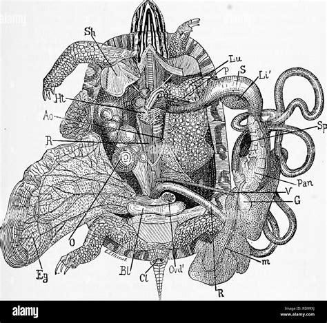 Image result for Turtle Shell Back Muscles