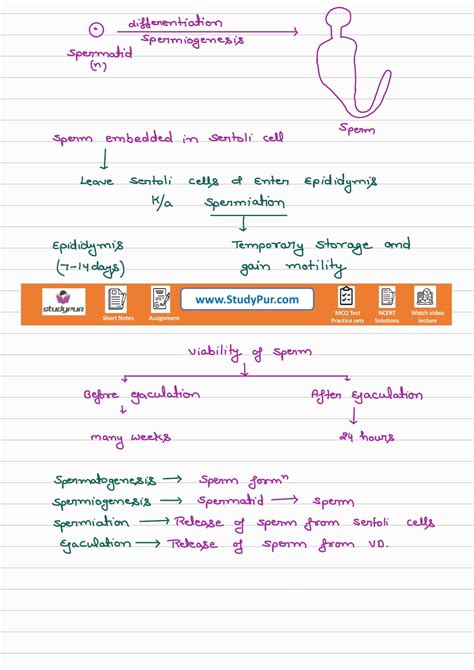 Image result for Reproduction in Human Beings Class 12