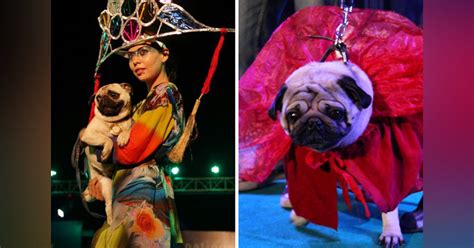 Max Cuteness: Dog Lovers, You've Got To Head To This Dog Show In ...