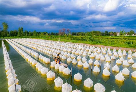 河南宁陵：科学养水蛭 奔向“蛭”富路-人民图片网