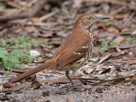 Brown Thrasher - eBird