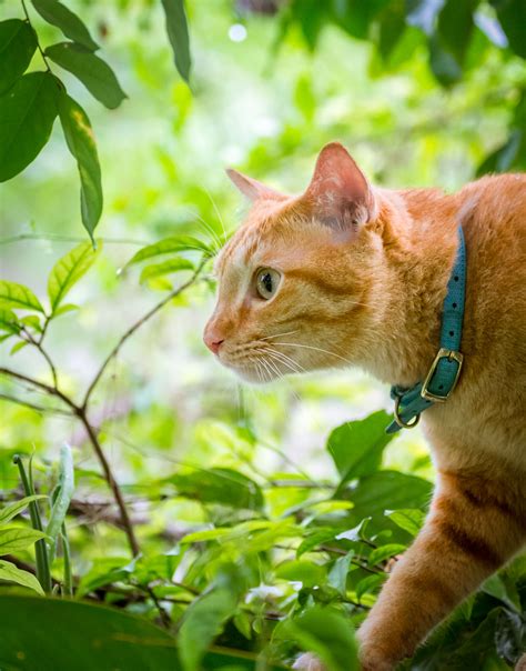 Top 10 friendliest cat breeds – Artofit