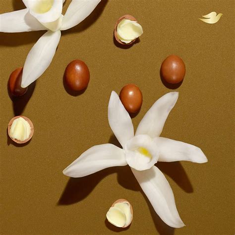 Dove Shea Butter Beauty Bar Soap - 135gm - SKINCARE SHOP