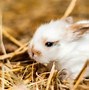 Image result for Indoor Grass Patch for Rabbits