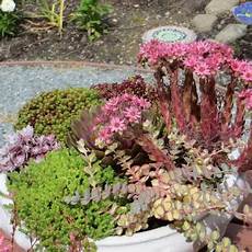 piante fiorite perenni margherite estive rosa e gialle perenni vivaio un piante fiorite perenni margherite estive rosa e gialle perenni vivaio un