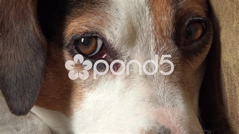 Sad Puppy Eyes Pictures