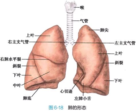 呼吸系统解剖图谱（高清）|呼吸系统|解剖|图解|-健康界