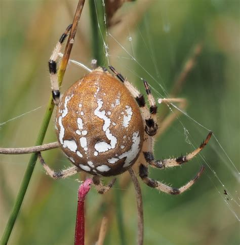 Four-spotted Orb Weaver | NatureSpot
