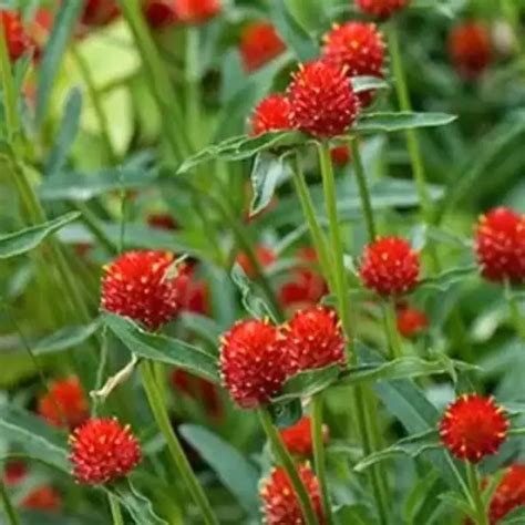 Buy Golden Hills Gomphrena Strawberry Fields Red: Vibrant Summer Blooms ...
