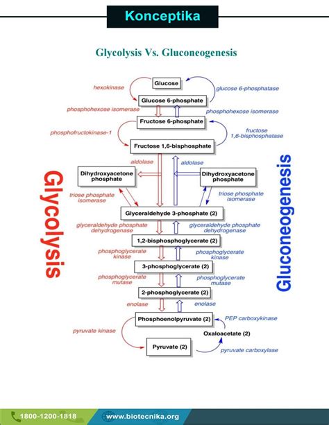 Glycolysis Vs. Gluconeogenesis | Learn biology, Biochemistry notes ...