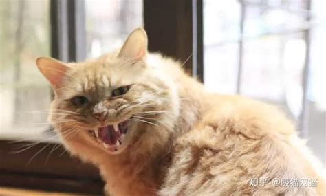 北大流浪猫因抓人被连贴12张告示 猫咪做了什么犯了啥错_新鲜快报_人生_深圳热线