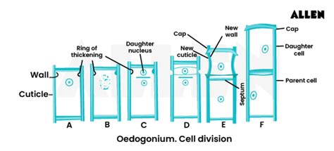 Oedogonium Algae: Structure, Reproduction & Classification