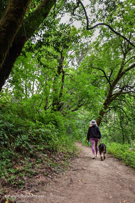 The Best Dog Friendly Hikes in San Mateo County | Marquez Five Adventures