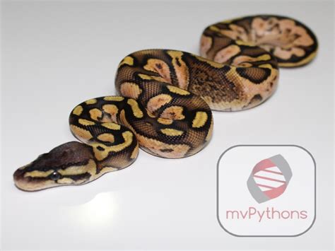 Image result for Pastel Red Stripe Ball Python