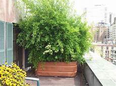 Privacy Plants by 26 Diy Garden Privacy Ideas That Are Affordable Privacy Plants