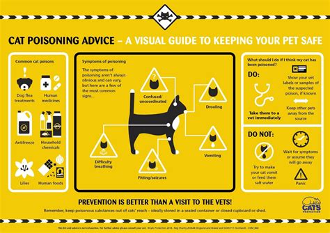 Cat Poisoning Symptoms and How to Spot It | Cats Protection