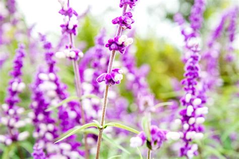 Salvia leucantha (Mexican Bush Sage): Care and Growing Guide