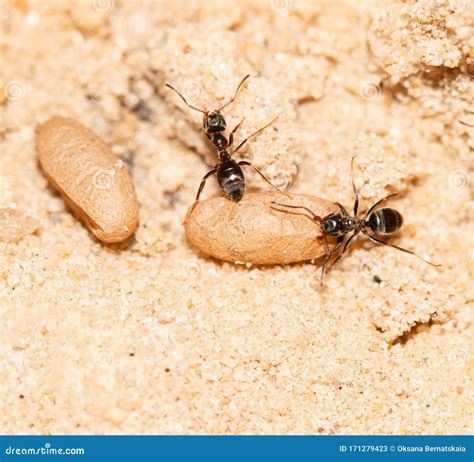 Ants with Larvae on the Sand Stock Image - Image of nest, larvae: 171279423