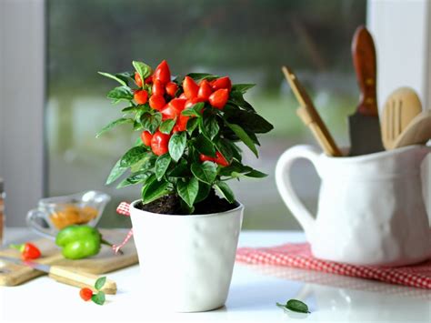 Ornamental Pepper Plant Chili