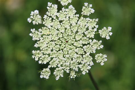How to Tell the Difference Between Poison Hemlock and Queen Anne's Lace ...